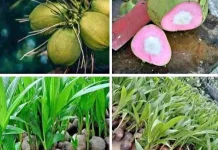 Serabut Merah Muda Kelapa Wulung: Isotonik Alami Kaya Manfaat