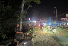 Pohon Mahoni Lapuk Tumbang di Jalur Denpasar-Gilimanuk