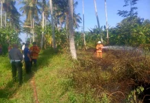 Diduga akibat Puntung Rokok, Kebun Kosong di Mendoyo Terbakar