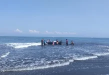 Paus Sepanjang Delapan Meter Terdampar di Pantai Perancak
