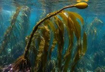 Bull Kelp: Rumput Laut Raksasa yang Bisa Dimakan dan Kaya Manfaat