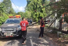 Pohon Cemara Tumbang, Timpa Jaringan Kabel
