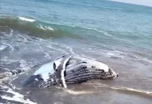 Bangkai Paus di Pantai Perancak Kembali Tersingkap Air Pasang