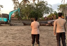Bangkai Paus di Pantai Perancak Dikubur Ulang Cegah Dampak Lingkungan