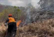 Kawasan Hutan Pemuteran Terbakar, Tim Gabungan Masih Berjibaku Padamkan Titik Api