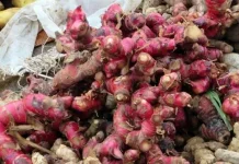 Mengenal Manfaat Rempah Jahe Merah untuk Menjaga Imunitas Tubuh