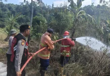 Damkar Padamkan Kebakaran Lahan Seluas 50 Are di Pekutatan