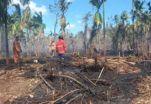 Pembakaran Daun Diduga Picu Kebakaran Lahan di Melaya