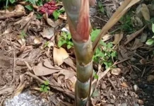 Bukan Sekadar Pelengkap Banten, Ini Filosofi Tebu dalam Upacara Yadnya