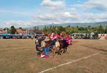 16 Pasang Sampi Grumbungan Adu Serasi di Lovina Festival 2026