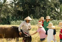 Bertani di Sawah Bantu Bentuk Karakter Anak