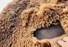Bulu Unta, Material Alami untuk Selimut yang Hangat dan Nyaman