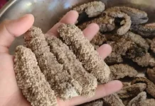 Harta Karun Lautan: Alasan Teripang Layak Masuk Menu Sehat Harian