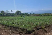 BI Bali Perkuat Distribusi Pangan Antisipasi Dampak El Nino 2026