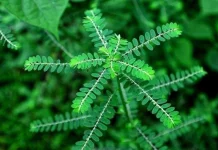 Kemeniran, Tanaman Herbal yang Layak Dilestarikan