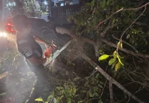 Dahan Pohon Tumbang, Timpa Sebuah Mobil