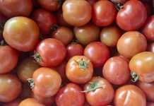 Mengenal Manfaat Buah Tomat untuk Kesehatan Kulit dan Tubuh