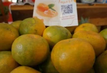 Mengenal Manfaat Buah Jeruk Lokal untuk Kekebalan Tubuh