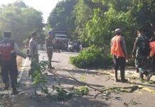 Pohon Jati Tumbang, Jalur Denpasar-Gilimanuk Sempat Tersendat