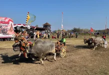 Ijogading Barat Sapu Bersih Juara Festival Makepung 2026
