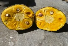 Kenali Berbagai Manfaat serta Pantangan Konsumsi Buah Nangka