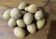 Menelusuri Sejarah, Manfaat Kesehatan, hingga Kearifan Lokal Buah Sawo