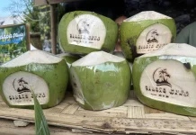 Kelapa Pandan Wangi: Khasiat Tropis dengan Aroma dan Kesegaran Alami
