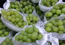 Anggur Muscat tanpa Biji jadi Buah Primadona