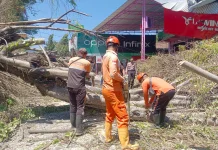 Angin Kencang, Pohon Santen Tumbang Timpa Ruko di Sukasada