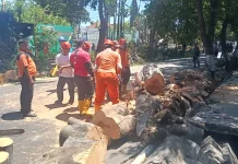 Pohon Beringin Tumbang, Jalan Gajah Mada Singaraja Sempat Tertutup