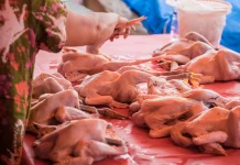Harga Ayam Potong Melonjak, Pilihan Protein Hewani Terjangkau dan Bergizi