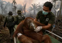 Bukan Hanya Manusia, Asap Karhutla Ancam Kehidupan Orangutan di Kalimantan