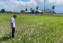 Kekeringan, 47,1 Hektar Sawah di Jembrana Alami "Puso"