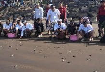 Peringati Tumpek Kandang, 200 Tukik Dilepas di Perancak