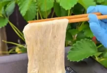 Yuba, Kulit Susu Kedelai yang Kaya Protein dan Serbaguna