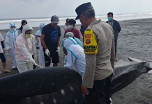 Hiu Paus 8 Meter Ditemukan Terdampar di Pengeragoan