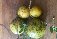 Buah Langka Kaya Khasiat, Delima Putih Kian Sulit Ditemukan