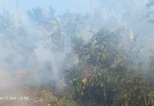Kebakaran Lahan Kebun Terjadi di Yehkuning