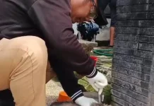 Diduga Rabies, Anak Anjing Gigit Tiga Anggota Keluarga di Jembrana