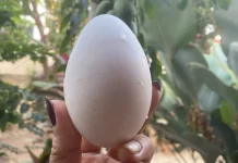 Khasiat Super Telur Angsa dan Batasan Konsumsinya