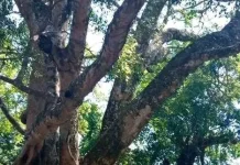 Tak Hanya Mistis, Ini Alasan Daun Beringin Jadi Sarana Wajib Upacara Besar di Bali