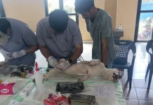 Sterilisasi dan Vaksin Rabies Gratis Sasar Anjing Warga Desa Gobleg