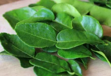 Daun Jeruk Purut, Rahasia Aroma Masakan Nusantara