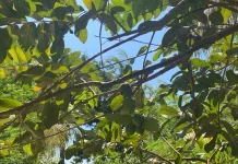 Manjur Atasi Diare, Ini Rahasia Daun Jambu Biji dalam Lontar Taru Pramana