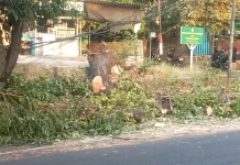 Angin Kencang Picu Pohon Tumbang di Jalan Ngurah Rai Singaraja