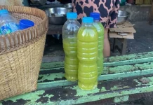 Loloh Paya Gamongan Ramuan Tradisional Alami Kaya Manfaat
