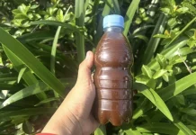 Masih Bingung? Begini Langkah-Langkah Membuat Eco Enzyme Sendiri di Rumah
