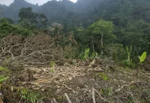 Viral di Media Sosial, Polisi Tetapkan Dua Tersangka Pembalakan Liar di Hutan Awen