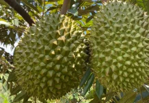 Durian Lokal Buleleng Siap Tembus Pasar Premium