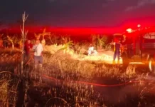 Lahan Kosong Dekat Kantor Bupati Jembrana Terbakar